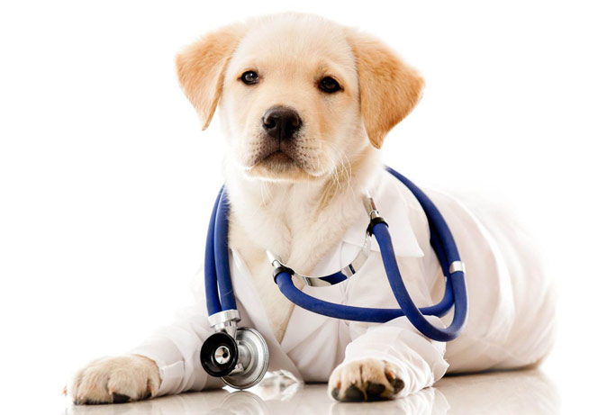 puppy dressed as vet